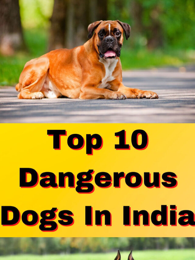 know about the top 10 most dangerous dogs in india