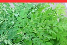 Moringa leaf : सेहत के लिए वरदान है मोरिंगा