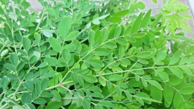 Moringa leaf : सेहत के लिए वरदान है मोरिंगा