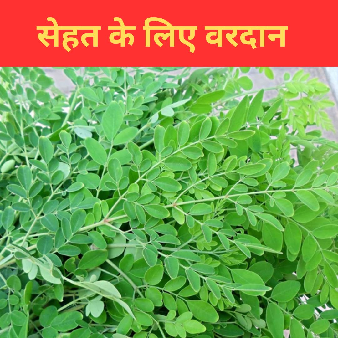 Moringa leaf : सेहत के लिए वरदान है मोरिंगा